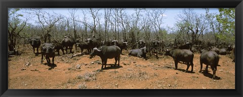 Framed Herd of Cape buffaloes wait out in the minimal shade of thorn trees, Kruger National Park, South Africa Print