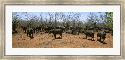Framed Herd of Cape buffaloes wait out in the minimal shade of thorn trees, Kruger National Park, South Africa Print