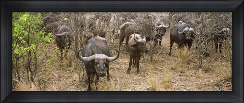 Framed Herd of Cape buffaloes, Kruger National Park, South Africa Print
