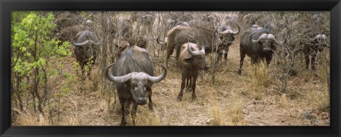 Framed Herd of Cape buffaloes, Kruger National Park, South Africa Print