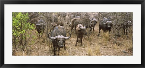 Framed Herd of Cape buffaloes, Kruger National Park, South Africa Print