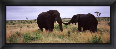 Framed Two African elephants (Loxodonta Africana) socialize on the savannah plains, Kruger National Park, South Africa Print
