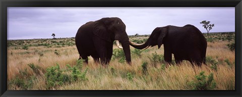 Framed Two African elephants (Loxodonta Africana) socialize on the savannah plains, Kruger National Park, South Africa Print