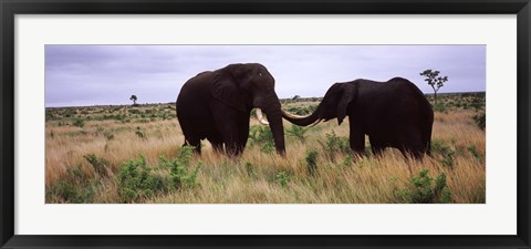 Framed Two African elephants (Loxodonta Africana) socialize on the savannah plains, Kruger National Park, South Africa Print