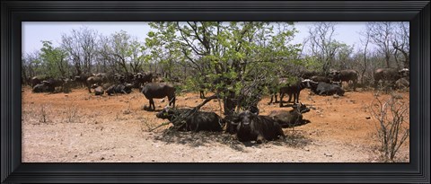 Framed Cape buffaloes resting under thorn trees, Kruger National Park, South Africa Print