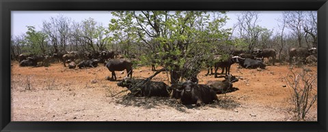 Framed Cape buffaloes resting under thorn trees, Kruger National Park, South Africa Print