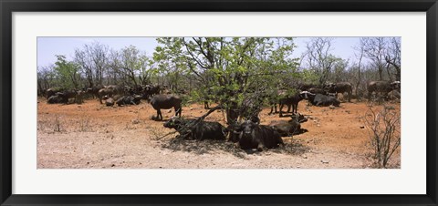 Framed Cape buffaloes resting under thorn trees, Kruger National Park, South Africa Print