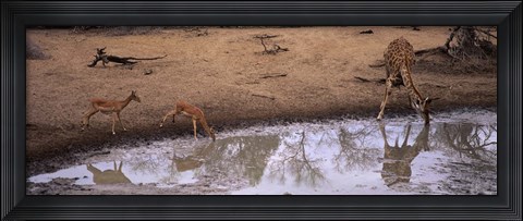 Framed Impalas (Aepyceros Melampus) and a giraffe at a waterhole, Mkuze Game Reserve, Kwazulu-Natal, South Africa Print