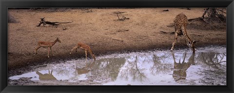 Framed Impalas (Aepyceros Melampus) and a giraffe at a waterhole, Mkuze Game Reserve, Kwazulu-Natal, South Africa Print