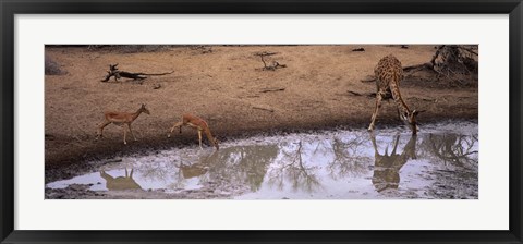 Framed Impalas (Aepyceros Melampus) and a giraffe at a waterhole, Mkuze Game Reserve, Kwazulu-Natal, South Africa Print