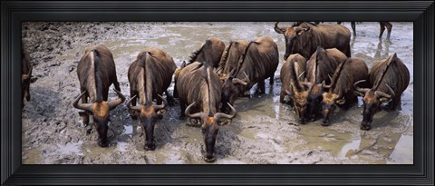 Framed Herd of Blue wildebeests (Connochaetes taurinus) at a waterhole, Mkuze Game Reserve, Kwazulu-Natal, South Africa Print