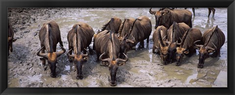 Framed Herd of Blue wildebeests (Connochaetes taurinus) at a waterhole, Mkuze Game Reserve, Kwazulu-Natal, South Africa Print