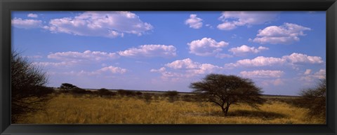 Framed Landscape view of arid savannah in the dry season, Central Kalahari Game Reserve, Botswana Print