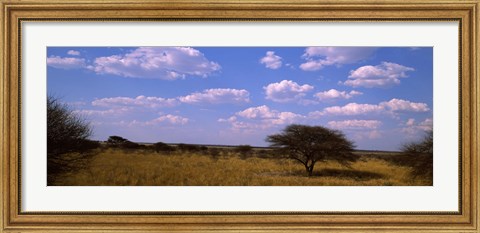 Framed Landscape view of arid savannah in the dry season, Central Kalahari Game Reserve, Botswana Print