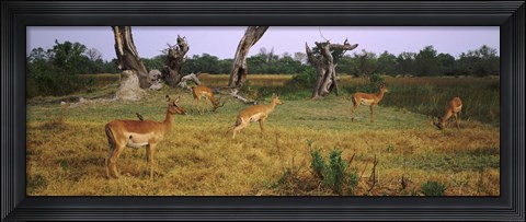 Framed Herd of impalas (Aepyceros Melampus) grazing in a field, Moremi Wildlife Reserve, Botswana Print