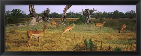 Framed Herd of impalas (Aepyceros Melampus) grazing in a field, Moremi Wildlife Reserve, Botswana Print