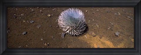 Framed Haleakala silversword (Argyroxiphium sandwicense subsp. macrocephalum), Haleakala National Park, Maui, Hawaii, USA Print