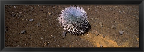 Framed Haleakala silversword (Argyroxiphium sandwicense subsp. macrocephalum), Haleakala National Park, Maui, Hawaii, USA Print