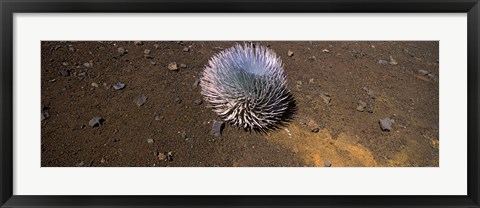 Framed Haleakala silversword (Argyroxiphium sandwicense subsp. macrocephalum), Haleakala National Park, Maui, Hawaii, USA Print