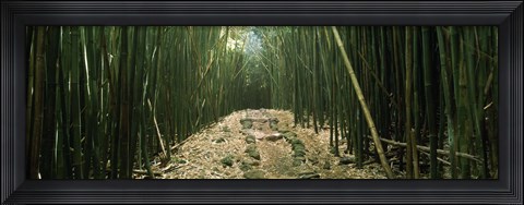 Framed Bamboo Forest, Hana Coast, Maui, Hawaii Print