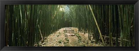 Framed Bamboo Forest, Hana Coast, Maui, Hawaii Print