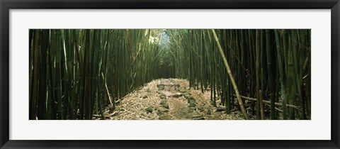 Framed Bamboo Forest, Hana Coast, Maui, Hawaii Print
