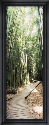 Framed Trail in a bamboo forest, Hana Coast, Maui, Hawaii, USA Print