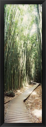 Framed Trail in a bamboo forest, Hana Coast, Maui, Hawaii, USA Print