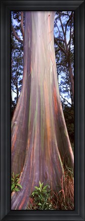 Framed Rainbow eucalyptus (Eucalyptus deglupta) tree, Hana Highway, Maui, Hawaii, USA Print