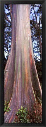 Framed Rainbow eucalyptus (Eucalyptus deglupta) tree, Hana Highway, Maui, Hawaii, USA Print