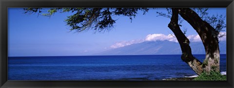 Framed Tree at a coast, Kapalua, Molokai, Maui, Hawaii, USA Print