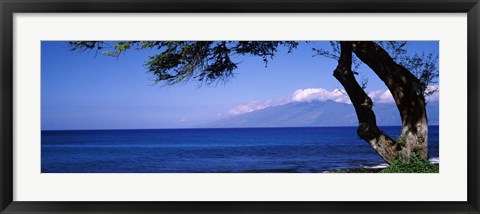 Framed Tree at a coast, Kapalua, Molokai, Maui, Hawaii, USA Print