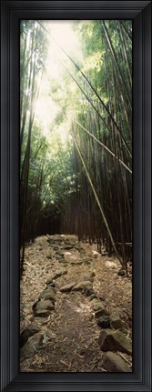 Framed Stone path through a Bamboo forest, Oheo Gulch, Seven Sacred Pools, Hana, Maui, Hawaii, USA Print