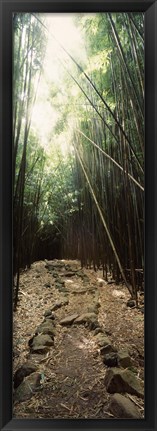 Framed Stone path through a Bamboo forest, Oheo Gulch, Seven Sacred Pools, Hana, Maui, Hawaii, USA Print