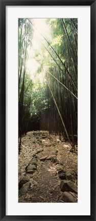 Framed Stone path through a Bamboo forest, Oheo Gulch, Seven Sacred Pools, Hana, Maui, Hawaii, USA Print