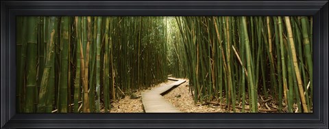 Framed Wooden path surrounded by bamboo, Oheo Gulch, Seven Sacred Pools, Hana, Maui, Hawaii, USA Print