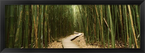 Framed Wooden path surrounded by bamboo, Oheo Gulch, Seven Sacred Pools, Hana, Maui, Hawaii, USA Print