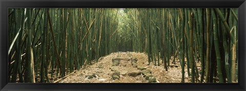 Framed Path with stones surrounded by Bamboo, Oheo Gulch, Seven Sacred Pools, Hana, Maui, Hawaii, USA Print