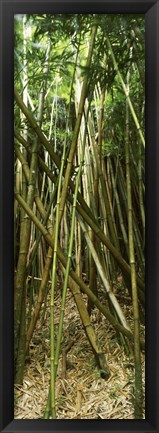 Framed Bamboo stems, Oheo Gulch, Seven Sacred Pools, Hana, Maui, Hawaii, USA Print