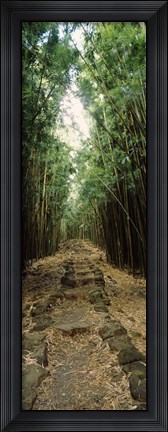 Framed Opening to the sky in a Bamboo forest, Oheo Gulch, Seven Sacred Pools, Hana, Maui, Hawaii, USA Print