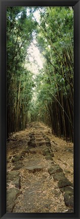 Framed Opening to the sky in a Bamboo forest, Oheo Gulch, Seven Sacred Pools, Hana, Maui, Hawaii, USA Print