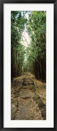 Framed Opening to the sky in a Bamboo forest, Oheo Gulch, Seven Sacred Pools, Hana, Maui, Hawaii, USA Print