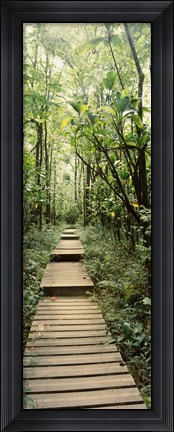 Framed Stepped path surronded by Bamboo shoots, Oheo Gulch, Seven Sacred Pools, Hana, Maui, Hawaii, USA Print