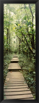 Framed Stepped path surronded by Bamboo shoots, Oheo Gulch, Seven Sacred Pools, Hana, Maui, Hawaii, USA Print