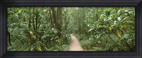 Framed Young bamboo with path, Oheo Gulch, Seven Sacred Pools, Hana, Maui, Hawaii, USA Print