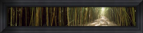 Framed Sun shining through a bamboo forest, Oheo Gulch, Seven Sacred Pools, Hana, Maui, Hawaii, USA Print