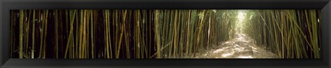 Framed Sun shining through a bamboo forest, Oheo Gulch, Seven Sacred Pools, Hana, Maui, Hawaii, USA Print