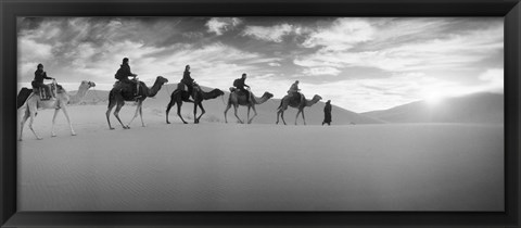 Framed Tourists riding camels through the Sahara Desert landscape led by a Berber man, Morocco (black and white) Print