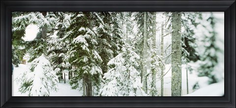 Framed Snow covered evergreen trees at Stevens Pass, Washington State Print