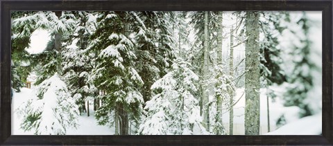 Framed Snow covered evergreen trees at Stevens Pass, Washington State Print